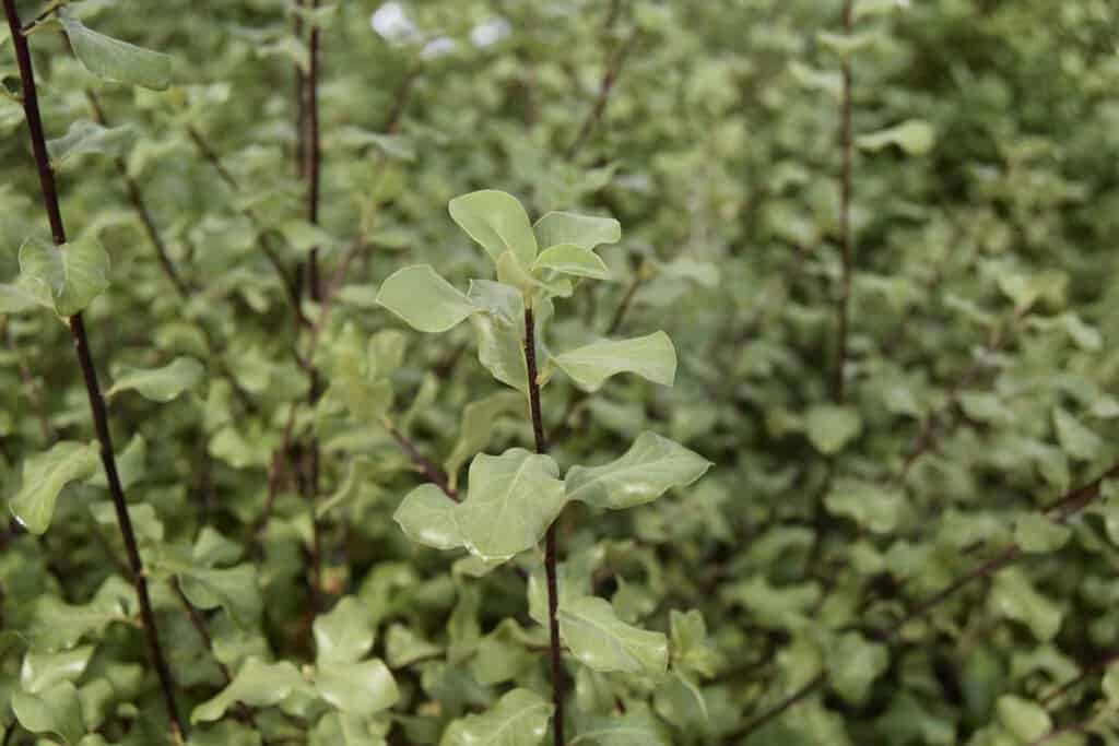 Pittosporum tenuifolium 'Wrinkled Blue' 100-125 cm